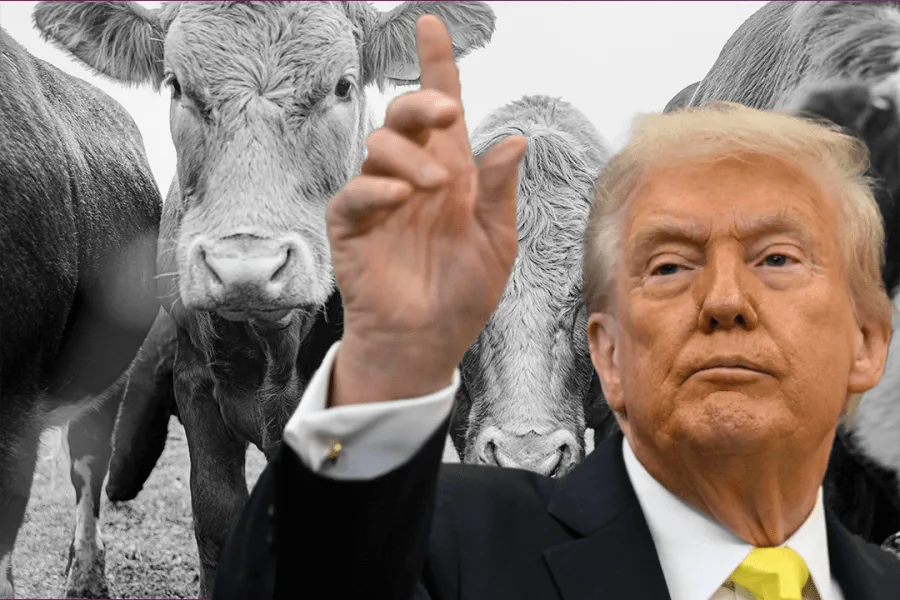 Trump says U.S. cattle ranchers ‘don’t understand’ tariffs after some slam Argentine beef plan