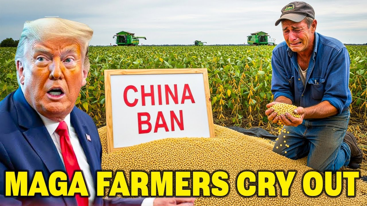 China halts US soybean imports to hit Trump’s MAGA supporters
